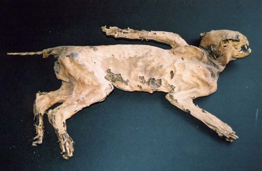 Mummified cat against a blue background. The cat is misshapen with one arm extending backwards behind its back. The skin is papery and cream coloured with patches of grey visible.