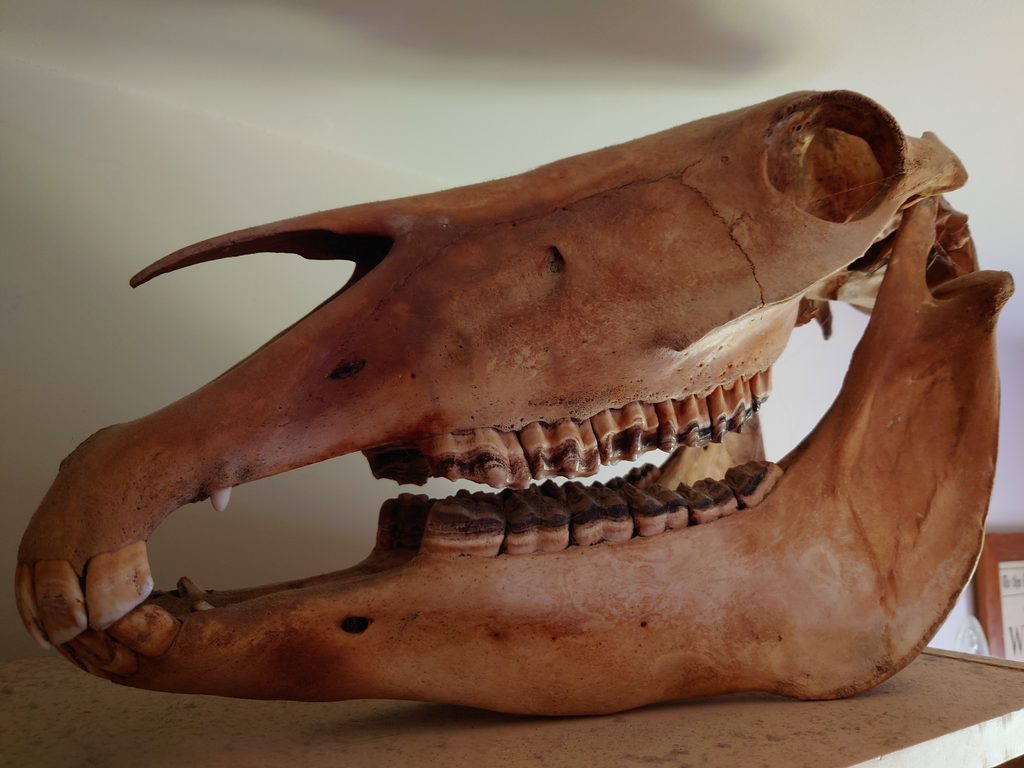 Brown skull in a roughly oval shape with teeth in the hollow which extends from the bottom left to the top right. An eye socket is at the very top right at the close of the jaw, and a septum bone extends outwards at top left.
