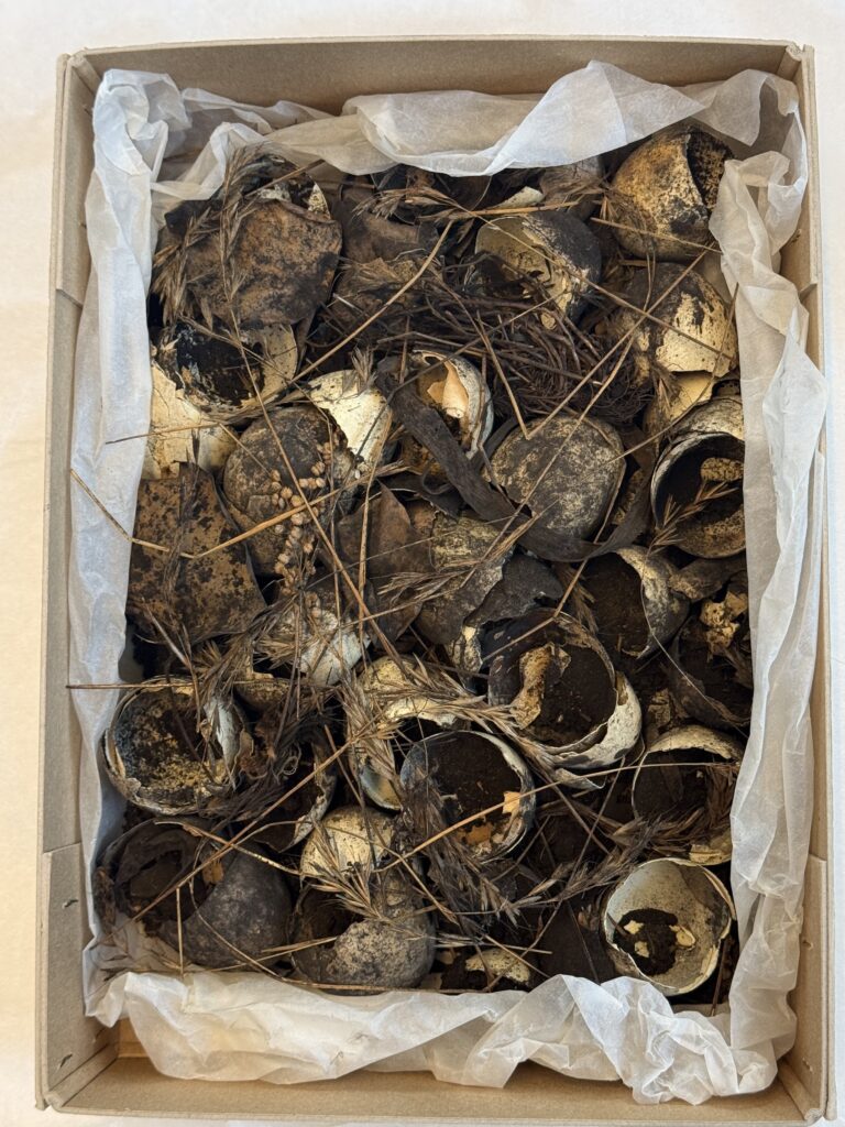 Blackened eggshells, grass and dirt. Tissue paper in a brown rectangular box with tissue paper.