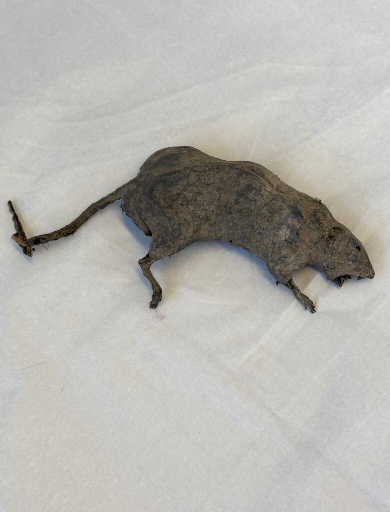 Grey dead rat with an open mouth. It is laying on its side and back and front legs are extending downwards. The tail is sticking out with a harsh bend at the very end of the tail. The rat is dusty and grey.