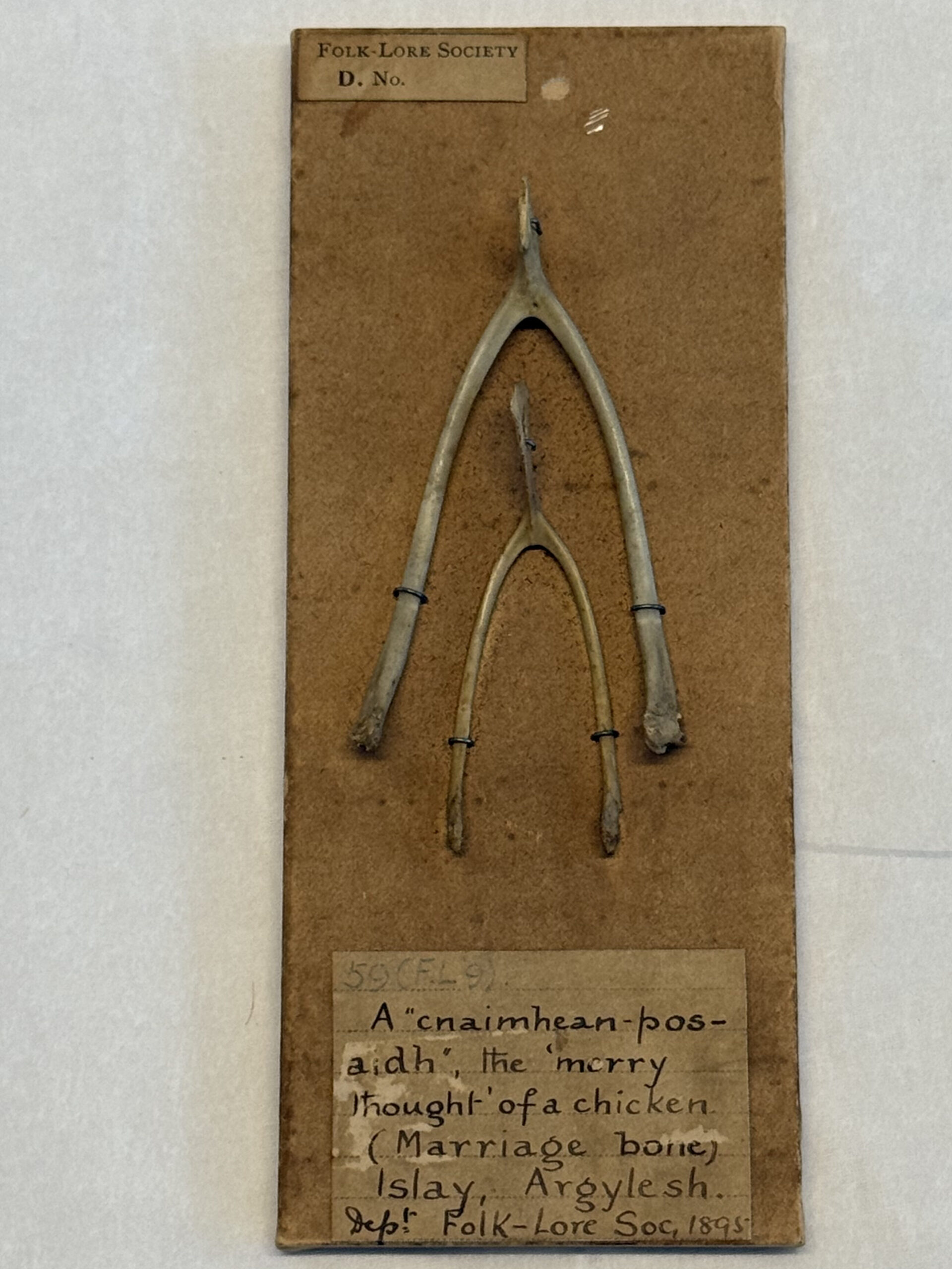 Brown, rectangular, wooden board with one small and one larger, real wishbone mounted one above the other. In the top left corner, a label reads 'Folklore Society' At the bottom a label reads "A'cnaimhean-pos-aidh', the merry thought of a chicken (marriage bone) Islay, Argyle sh. Dept. Folk-lore Soc, 1885."